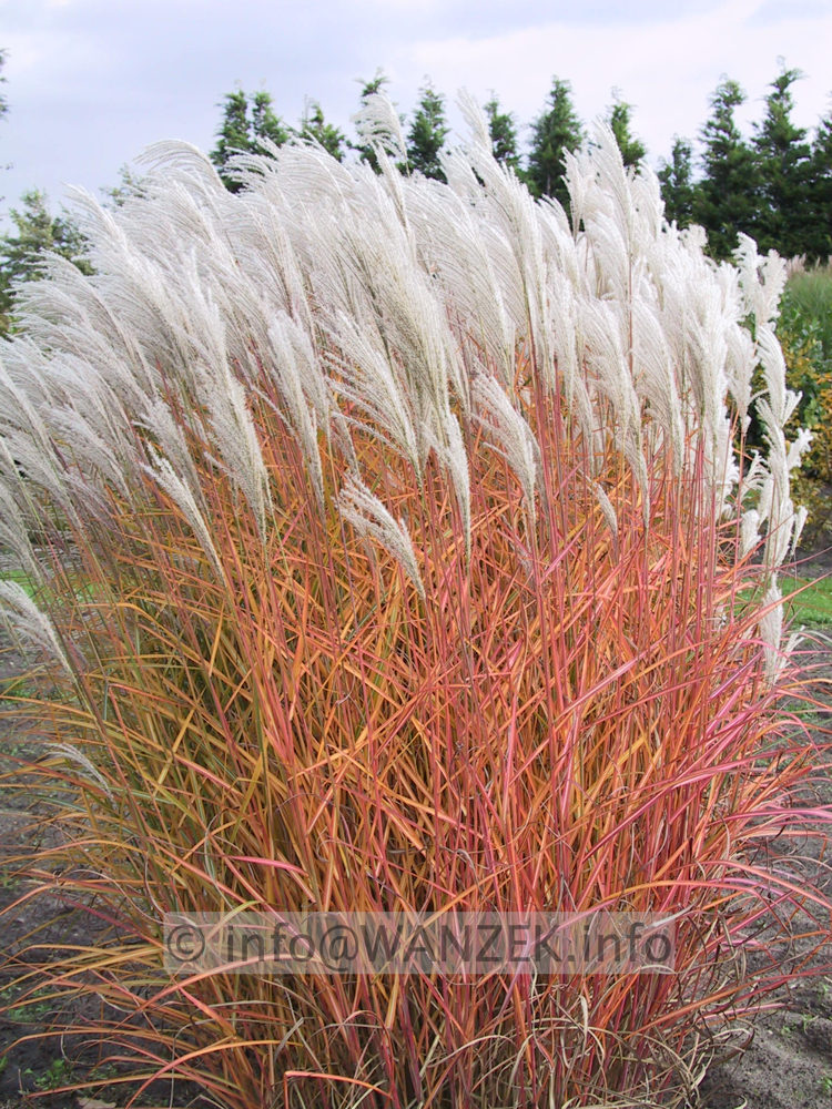 Miscanthus sinensis Malepartus 02.JPG
